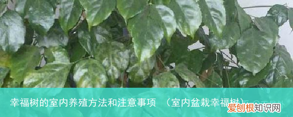 室内盆栽幸福树 幸福树的室内养殖方法和注意事项