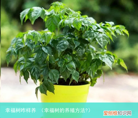 幸福树的养殖方法? 幸福树咋样养