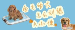 金毛幼犬怎么训练大小便，金毛犬怎样训练大小便