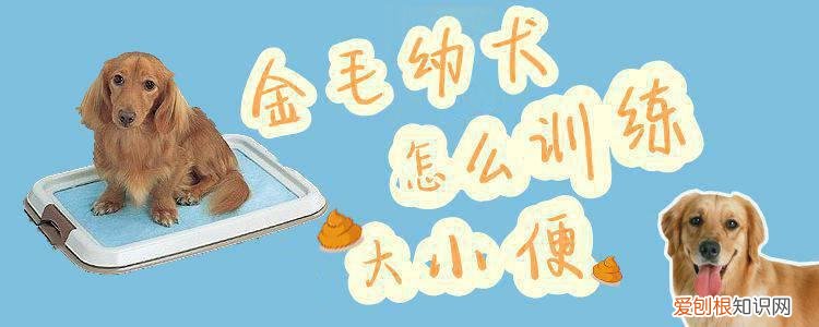 金毛幼犬怎么训练大小便，金毛犬怎样训练大小便