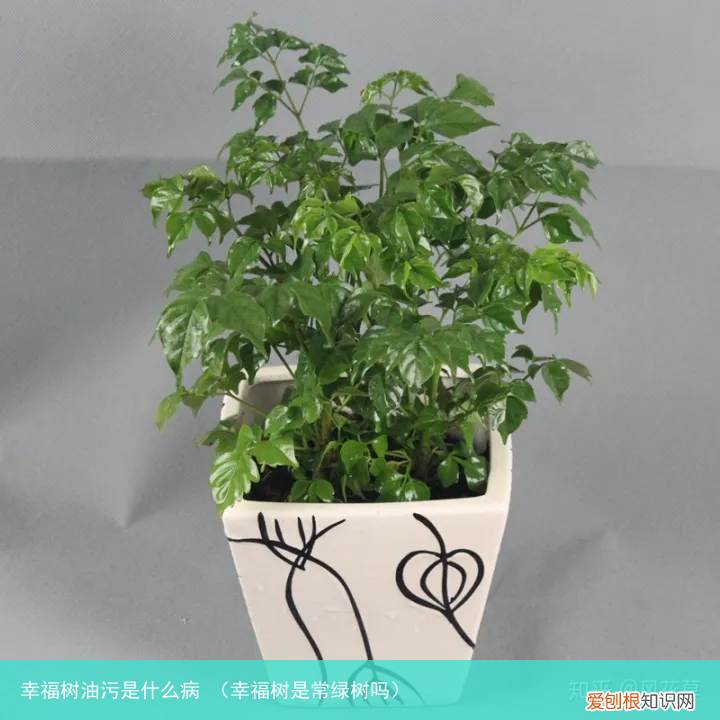 幸福树是常绿树吗 幸福树油污是什么病