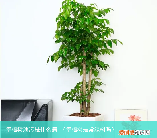 幸福树是常绿树吗 幸福树油污是什么病