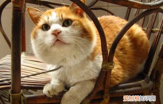 小猫脖子上有个肉疙瘩,小猫脖子上有个小硬块,小猫脖子上有个脓包怎么办