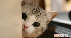 小猫脖子上有个肉疙瘩,小猫脖子上有个小硬块,小猫脖子上有个脓包怎么办
