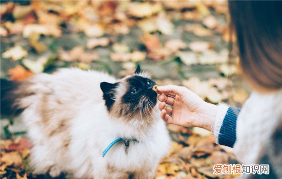 猫抓热的症状,猫抓热会死人吗,猫抓热是什么意思,猫抓发热是生病了吗
