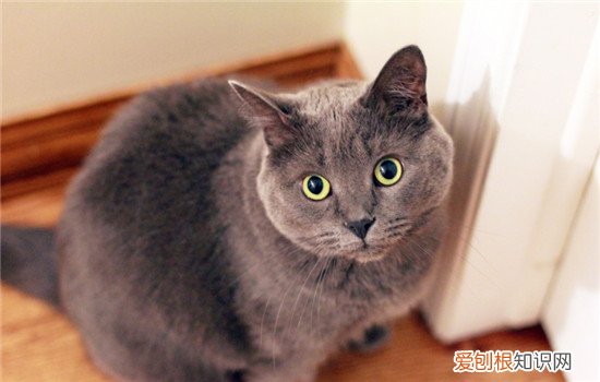 猫抓热的症状,猫抓热会死人吗,猫抓热是什么意思,猫抓发热是生病了吗