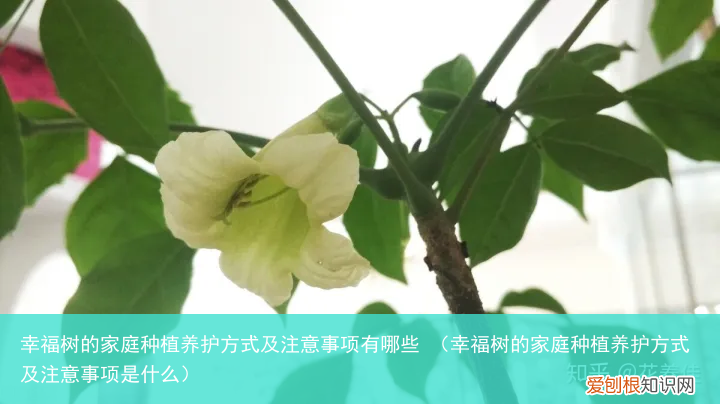 幸福树的家庭种植养护方式及注意事项是什么 幸福树的家庭种植养护方式及注意事项有哪些