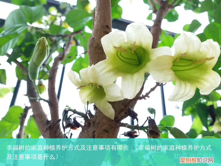 幸福树的家庭种植养护方式及注意事项是什么 幸福树的家庭种植养护方式及注意事项有哪些