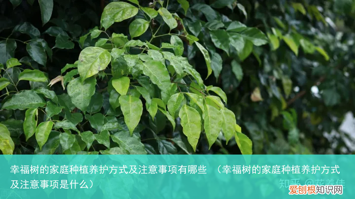 幸福树的家庭种植养护方式及注意事项是什么 幸福树的家庭种植养护方式及注意事项有哪些