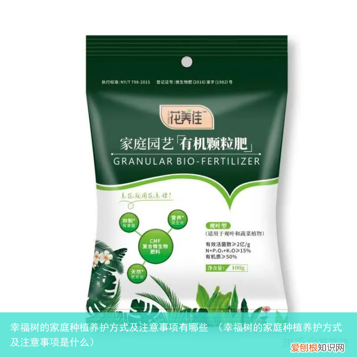 幸福树的家庭种植养护方式及注意事项是什么 幸福树的家庭种植养护方式及注意事项有哪些