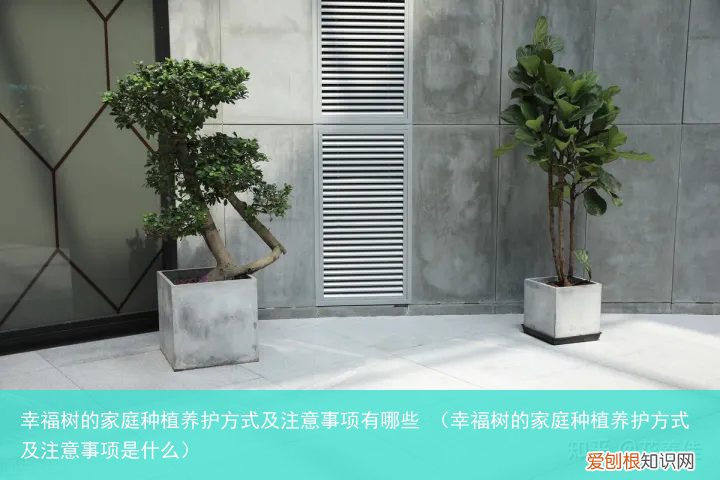 幸福树的家庭种植养护方式及注意事项是什么 幸福树的家庭种植养护方式及注意事项有哪些