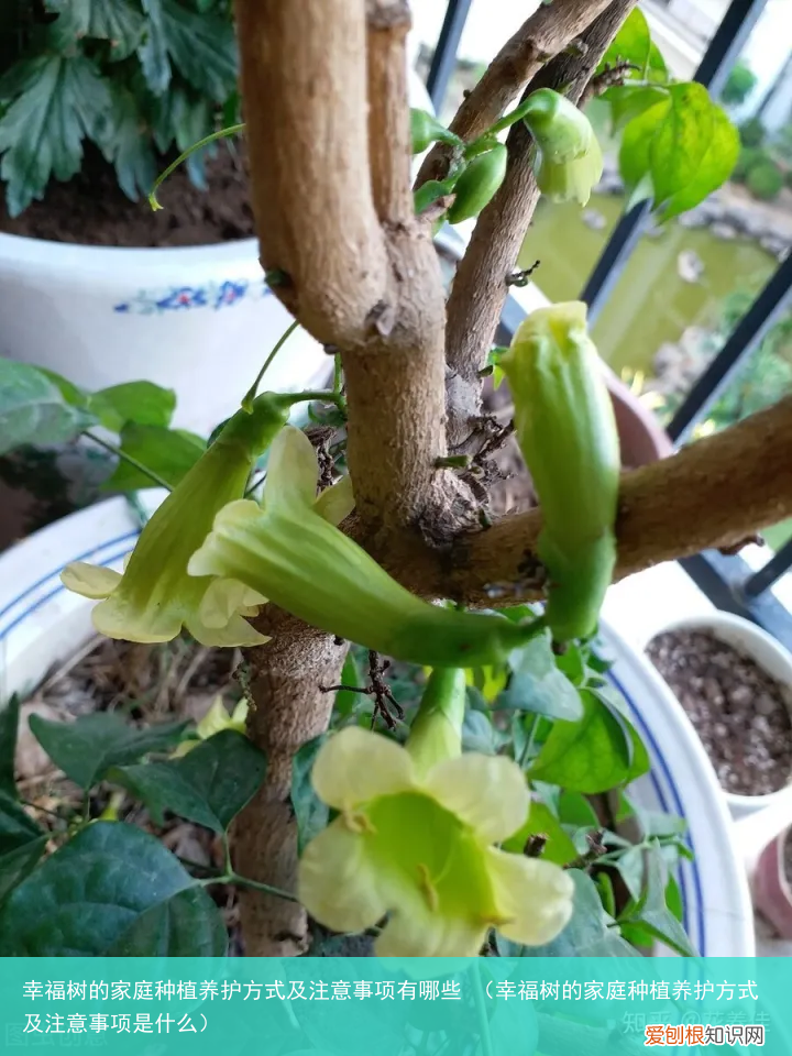 幸福树的家庭种植养护方式及注意事项是什么 幸福树的家庭种植养护方式及注意事项有哪些