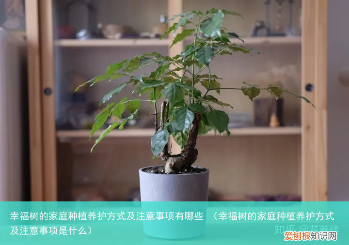 幸福树的家庭种植养护方式及注意事项是什么 幸福树的家庭种植养护方式及注意事项有哪些