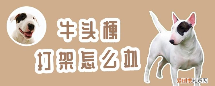 牛头梗打架怎么办,牛头梗好斗吗