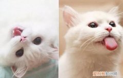 猫尿血是什么引起的,猫尿血是怎么回事,猫尿血是什么原因，猫尿血怎么回事啊