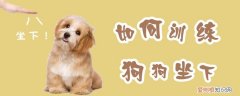 如何训练狗狗坐下，如何训练狗狗坐下不动