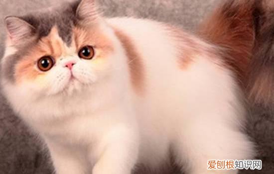 怎么判断猫藓好了没有,怎么判断猫藓快好了,怎么判断猫藓完全好了,怎么看猫藓是不是好了