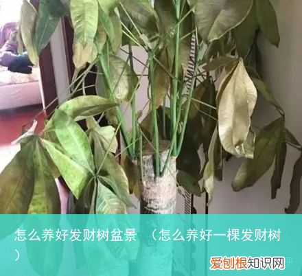 怎么养好一棵发财树 怎么养好发财树盆景