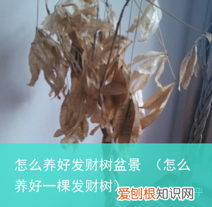 怎么养好一棵发财树 怎么养好发财树盆景