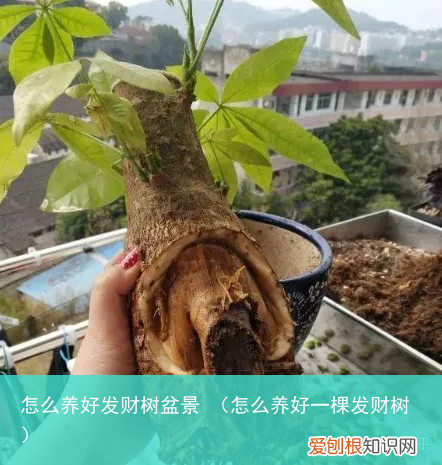 怎么养好一棵发财树 怎么养好发财树盆景