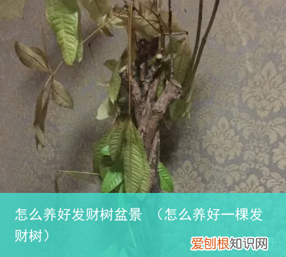 怎么养好一棵发财树 怎么养好发财树盆景