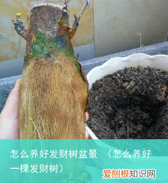 怎么养好一棵发财树 怎么养好发财树盆景