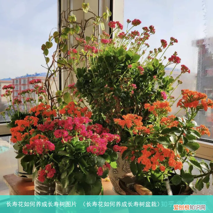 长寿花如何养成长寿树盆栽 长寿花如何养成长寿树图片