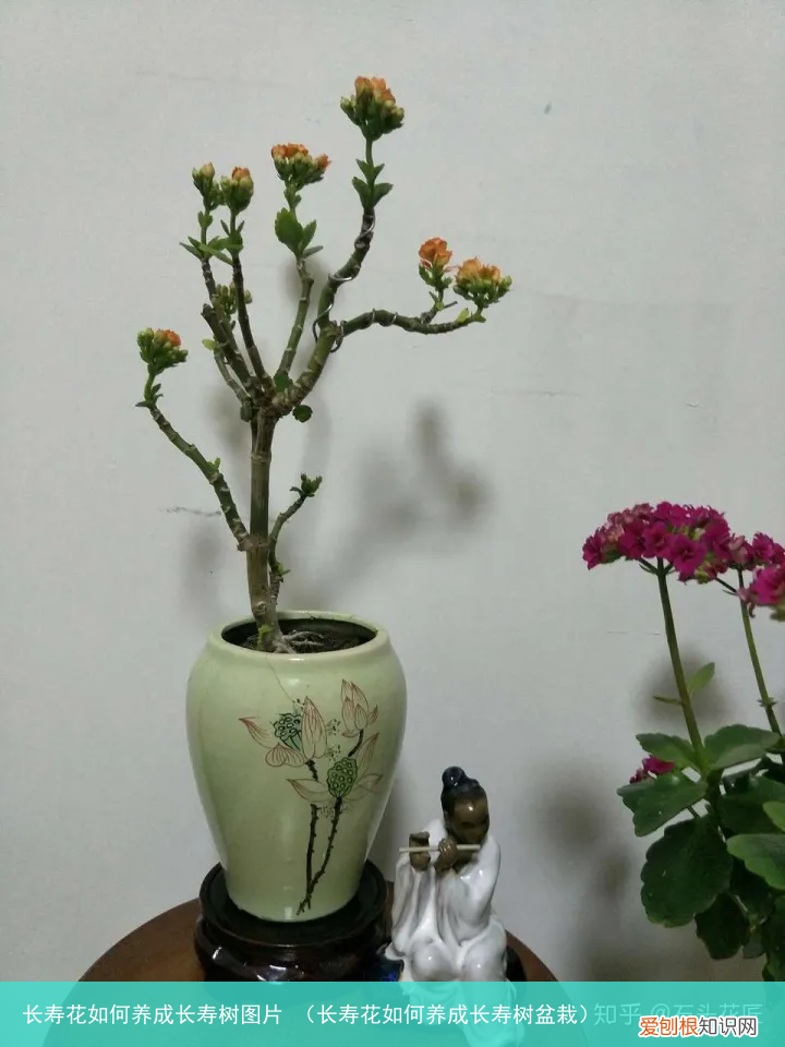 长寿花如何养成长寿树盆栽 长寿花如何养成长寿树图片