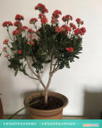 长寿花如何养成长寿树盆栽 长寿花如何养成长寿树图片