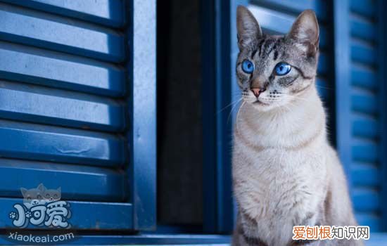 猫咪腹泻的原因及治疗方法,猫咪腹泻拉肚子是怎么引起的,猫咪腹泻拉稀怎么办