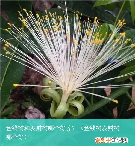 金钱树发财树哪个好 金钱树和发财树哪个好养?