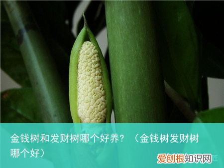 金钱树发财树哪个好 金钱树和发财树哪个好养?