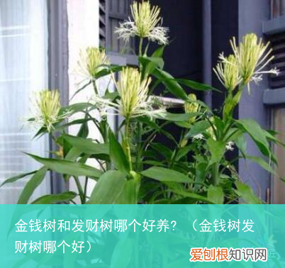 金钱树发财树哪个好 金钱树和发财树哪个好养?