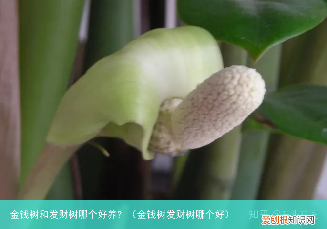 金钱树发财树哪个好 金钱树和发财树哪个好养?