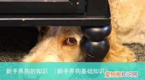 新手养狗基础知识 新手养狗的知识