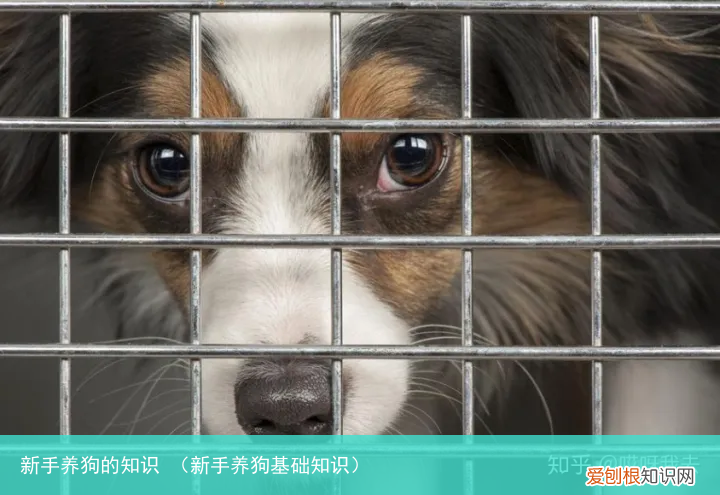 新手养狗基础知识 新手养狗的知识
