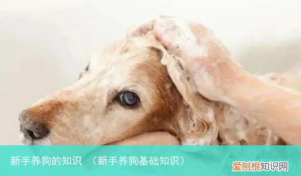 新手养狗基础知识 新手养狗的知识