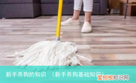 新手养狗基础知识 新手养狗的知识