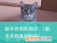 新手养狗基础知识 新手养狗的知识