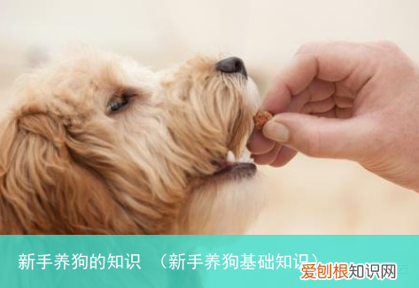 新手养狗基础知识 新手养狗的知识