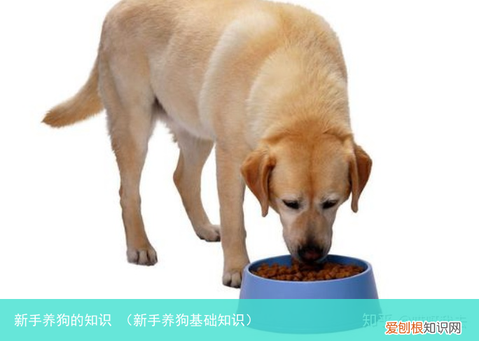 新手养狗基础知识 新手养狗的知识