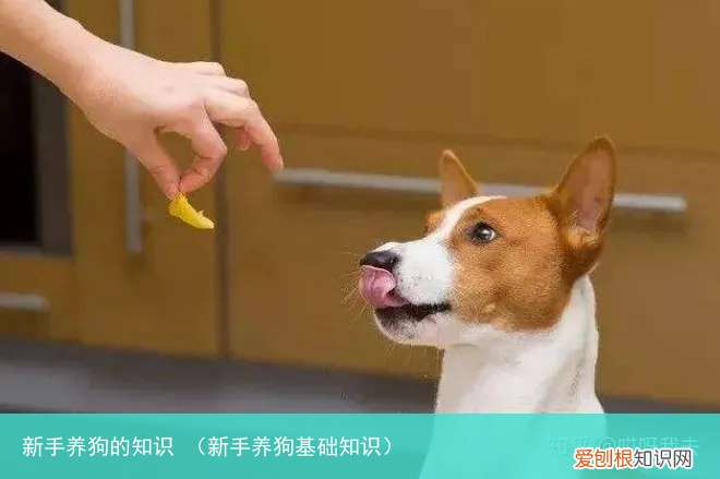 新手养狗基础知识 新手养狗的知识