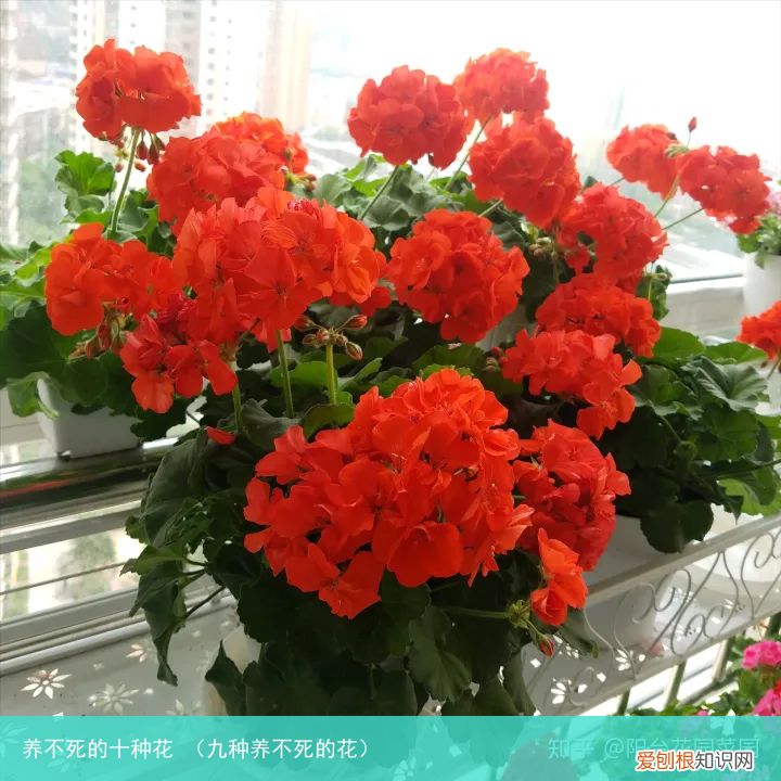 九种养不死的花 养不死的十种花