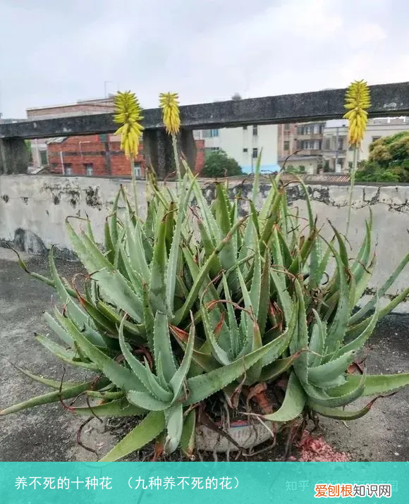 九种养不死的花 养不死的十种花