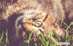 猫咪毛球症怎么治,猫咪毛球症怎么办,猫咪毛球症怎么催吐,，猫咪毛球症怎么处理