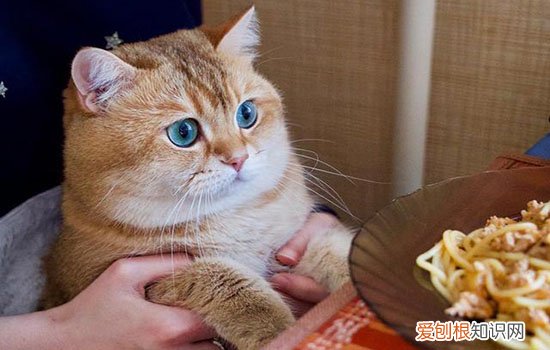 给猫吃什么最健康,给猫吃什么省钱又健康,猫吃什么东西最健康，给猫吃什么最有营养