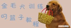 金毛犬训练叼篮子教程，怎么训练金毛吃饭自己叼盆