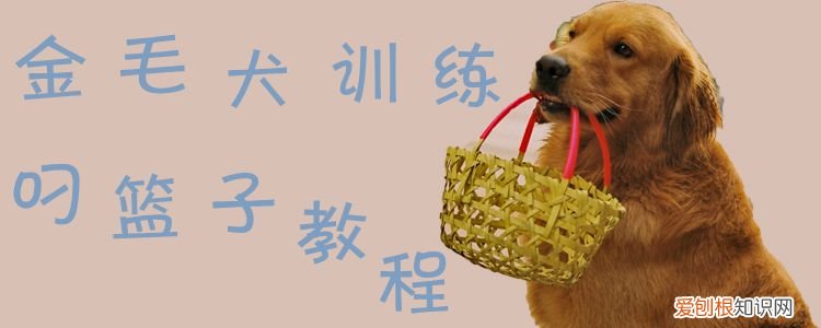 金毛犬训练叼篮子教程，怎么训练金毛吃饭自己叼盆
