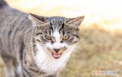 猫咪口腔溃烂怎么处理,猫咪口腔溃烂传染吗,猫咪口腔溃烂用什么药，猫咪口腔溃烂恶臭怎么办