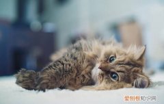 猫做体检要做哪些检查,刚买的猫要做什么检查,小猫要做什么检查，猫咪体检需要检查什么